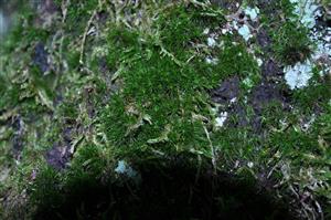 Dicranum viride v TMP_2
