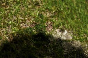 Dicranum viride v TMP_4