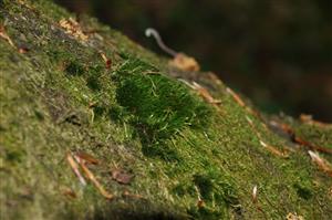Dicranum viride v TMP_5