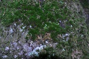 Dicranum viride v TMP_12
