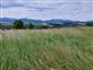 jašterica múrová (20.6.2026)