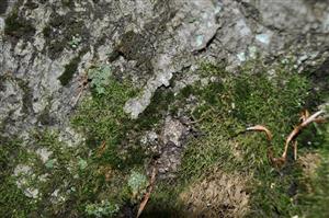 Dicranum viride v TMP_5