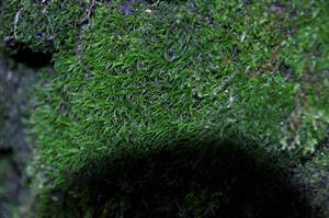 Dicranum viride v TMP_14