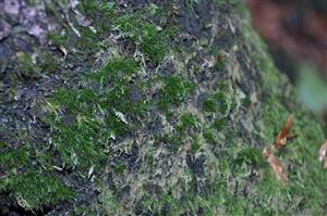 Dicranum viride v TMP_16