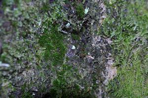 Dicranum viride v TMP_18