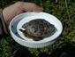 Trachemis scripta