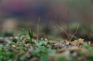 Buxbaumia viridis
