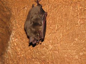 zimujúci jedinec Myotis myotis