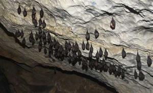 zimujúca agregácia Rhinolophus hipposideros