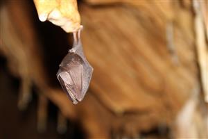 zimujúci jedinec Rhinolophus hipposideros