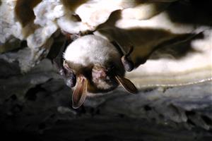 zimujúci jedinec Myotis myotis