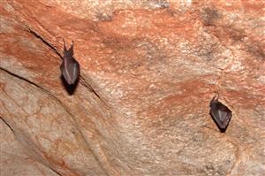zimujúce jedince Rhinolophus hipposideros