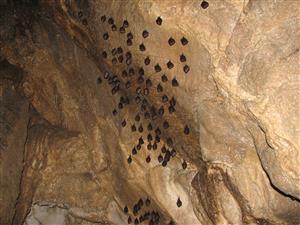 zimujúca agregácia Rhinolophus hipposideros