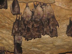 zimujúca agregácia Rhinolophus ferrumequinum