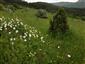 Suchomilné travinnobylinné a krovinové porasty na vápnitom podloží (*dôležité stanovištia Orchideaceae) (28.5.2015)