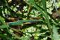Lesenice, tandem Coenagrion ornatum na TML