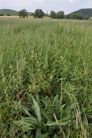 Cirsium canum v poraste