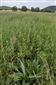 Cirsium canum v poraste