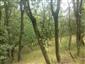 Teplomilné panónske dubové lesy (14.7.2015)