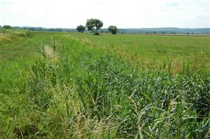 Chrastnice, horná časť TML s porastom Phragmites australis v koryte Trebušovského potoka
