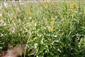 Pohľad do biotopu - Lysimachia vulgaris