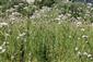 Pohľad do biotopu - Valeriana officinalis
