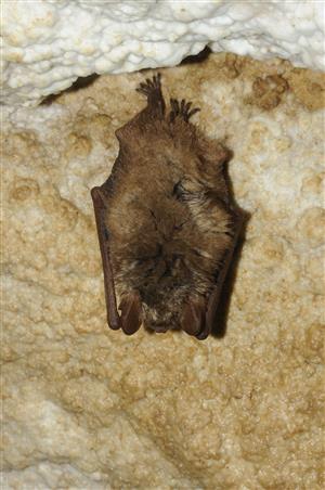 Myotis emarginatus