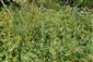 Pohľad do biotopu - Lysimachia vulgaris