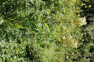 Pohľad do biotopu - Filipendula ulmaria