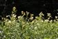 Pohľad do biotopu - Filipendula ulmaria