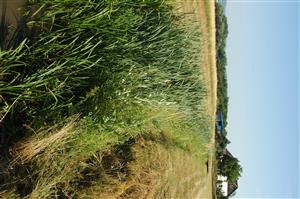 Balog n/I, horná časť TML nad mostom cez kanál Galamia s porastom Typha latifolia, Sparganium erectum, Butomus umbellatus a Berula erecta