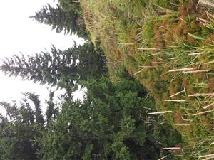 Ekotón smrekového lesa čučoriedkového a hôľnych rastlinných spoločenstiev s dominanciou Vaccinium myrtillus.