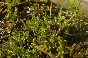 Hamatocaulis vernicosus