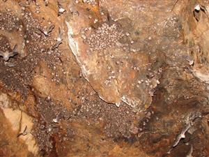 reprodukčná kolónia Mschr a Reur