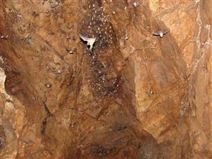 rozptýlené jedince mimo kolónie