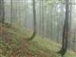 Javorovo-bukové horské lesy (11.9.2014)