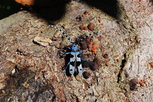 Rosalia alpina