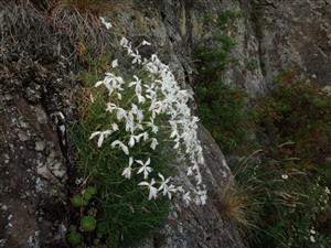 Dianthus praecox subsp. praecox