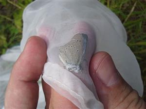 Maculinea teleius