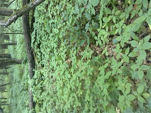Dominancia Impatiens parviflory