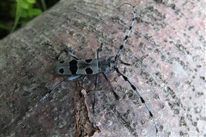 Rosalia alpina