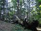 hrubé mŕtve drevo na TMP4 - potenciálny biotop Cucujus cinnaberinus