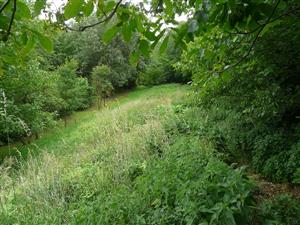 Prenikanie konkurenčne silných druhov tráv Arrhenatherum elatius a byliny Urtica dioica na TML_6510_161 Obyce