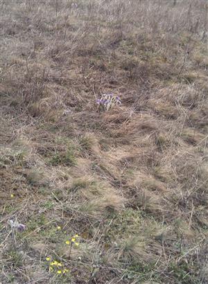pohlad na ojedinely trs Pulsatilla grandis na lokalite