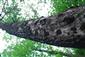 Stojaci odumretý jedinec duba cerového -  habitat vymierajúceho fuzáča Aegosoma scabricorne.  