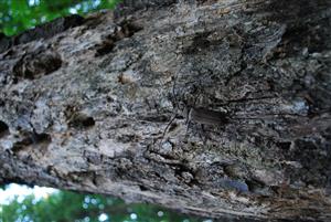 Imágo fuzáča Aegosoma scabricorne.