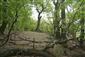 plocháč červený (24.5.2015)