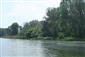 plocháč červený (19.5.2015)