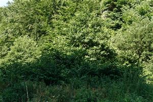 Fallopia japonica na začiatku plochy
