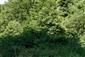 Fallopia japonica na začiatku plochy